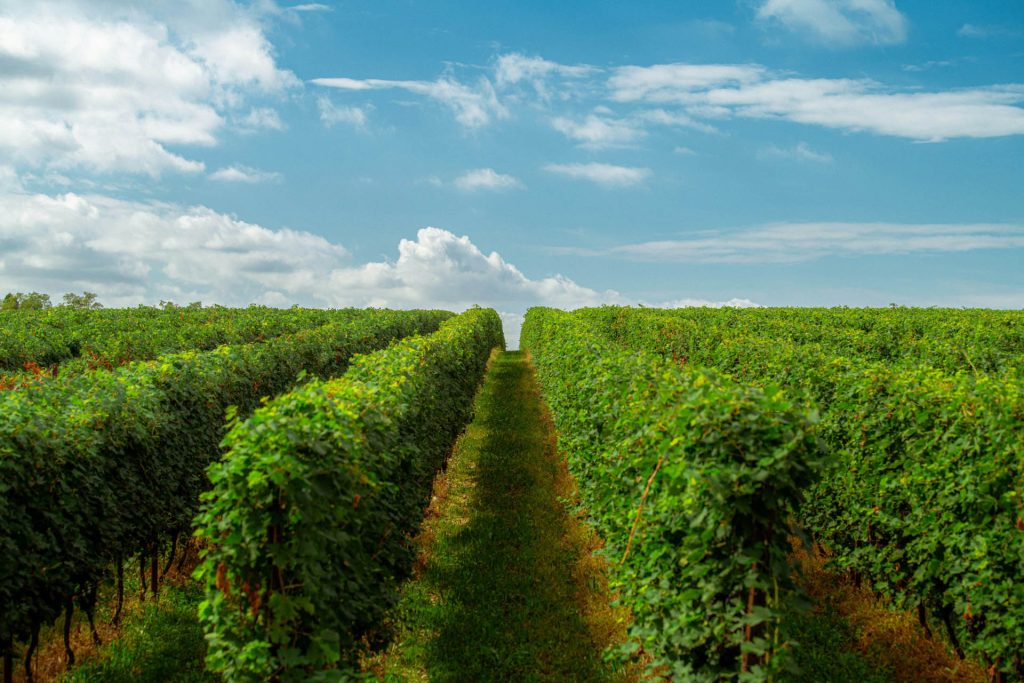 Rows of vines under a summer sky