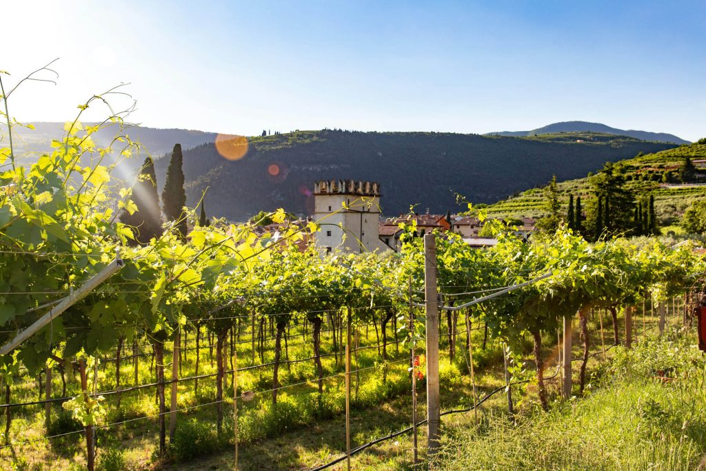 Vineyards in the Valpolicella hills in the sun
